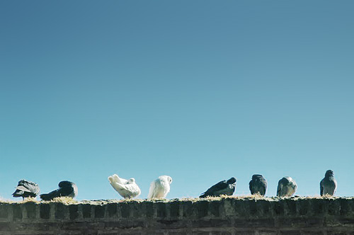 trosje duiven (© joeri poesen)