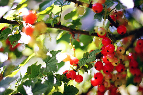 fruit (© hanne de brue)